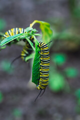 The striking yellow and black stripes of caterpillars stand out as they consume a green leaf, signaling a future transformation