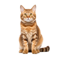 beautiful golden brown tabby house cat isolated on white background