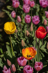 Rows of colorful Tulips carpet the Skagit Valley in western Washington state. The Skagit Valley Tulip Festival is the largest festival in Northwest Washington State and the largest  in the USA.