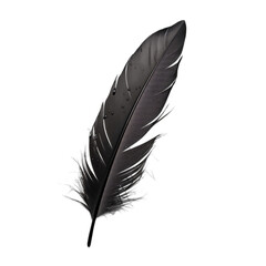 black bird feather with water drops on white background
