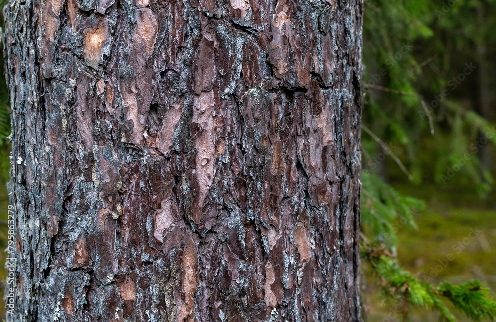 Wall mural close up of pine tree bark in forest.