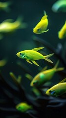 A school of bright yellow fish swim in a dark green sea.