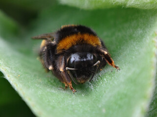Close-up of a buff-tailed bumble bee (Bombus terrestris) queen resting on a mullein leaf