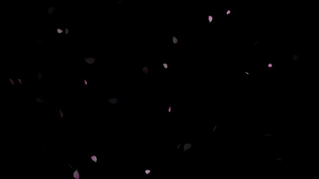 Pink cherry petals. Realistic falling blossoms. Louts pink petals falling down on black background,
Animation of falling cherry blossom petals, rose petals or pink cherry blossoms blizzard flying