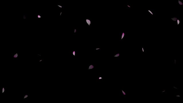 Cherry blossom petals falling down video animation, cherry blossom petals falling slow-motion from right top,
 motion particle, Pink plum blossom flower petals falling on black background,
