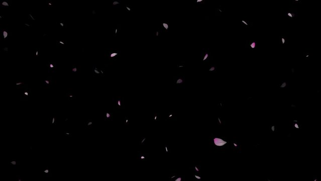 Cherry blossom petals falling down video animation, cherry blossom petals falling slow-motion from right top,
 motion particle, Pink plum blossom flower petals falling on black background,