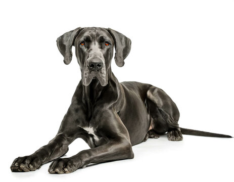 Deutsche Dogge liegend isoliert auf wei&szlig;en Hintergrund, Freisteller