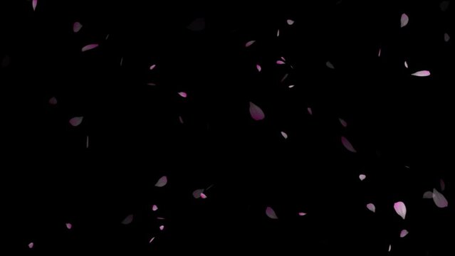 Cherry blossom petals falling down video animation, cherry blossom petals falling slow-motion from right top,
 motion particle, Pink plum blossom flower petals falling on black background,