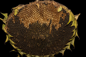Helianthus, sunflower close-up. Ripe agricultural crop, before harvesting. Destruction of ripe...