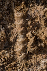 Fossil corals of the Red Sea. Ancient creatures, turned into stone. Reef corals.