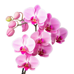 close up of bright pink phalaenopsis orchid against white background