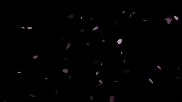 Cherry blossom petals flutter down, ink cherry petals. Realistic falling blossoms.
spring animation transition, isolated on black background. cherry blossoms are falling animation 