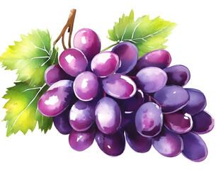 Weintrauben isoliert auf weißen Hintergrund, Freisteller