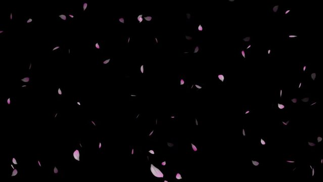 Cherry blossom petals flutter down, ink cherry petals. Realistic falling blossoms.
spring animation transition, isolated on black background. cherry blossoms are falling animation 