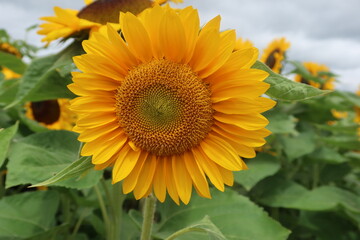 Obraz premium Fully bloomed sunflower
