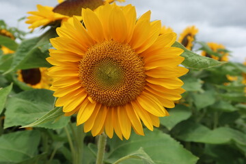 Fully bloomed sunflower