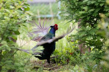 A wild green pheasant flaps his wings hard.