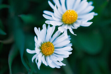 white daisy flower