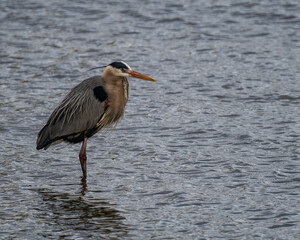 Great Blue Heron Wading Towards Right