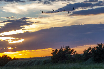 sunset over the field