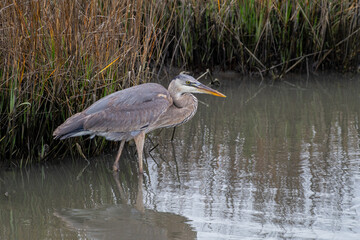 Great Blue Heron in Marsh