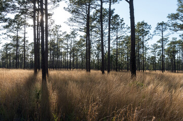 Shadow in Pine Savanna