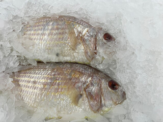 fresh fish in ice