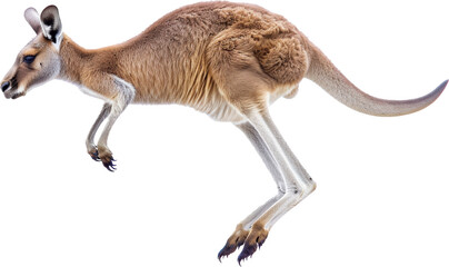 Jumping kangaroo on transparent background