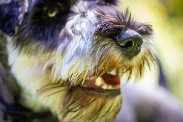 A portrait of a miniature puppy Zwergschnauzer with open mouth on a green lawn on nature in sunny day. Hunting, guarding dogs breed. A doggy walking outdoors. Canine animal, pet in green park, woods. 