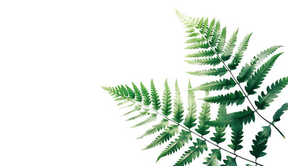  Ferns leaves on a white background.