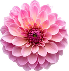 Pink and magenta dahlia flower isolated on transparent background