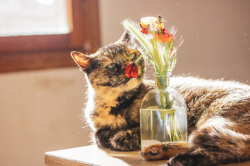 Portrait of a domestic Turtle cat snuffing red poppy flowers, poppies in a vase. Decor for cozy home. Tricolor brown black feline with green eyes and cute muzzle indoors. One lovely kitty. Rural pet.  - obrazy, fototapety, plakaty