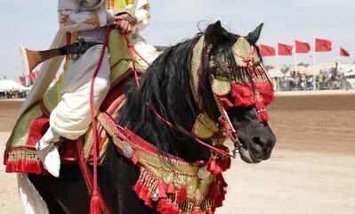 Moroccan Tbourida Tradition - Regal Arabian Horse and Rider in Cultural Attire