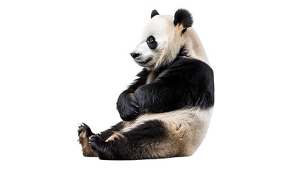  Giant Panda sitting down with its paws together, white background