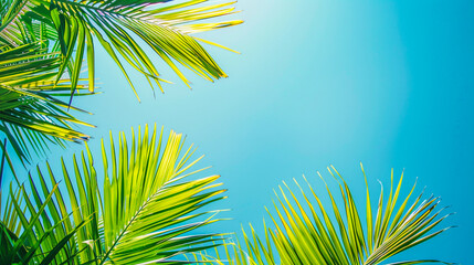 Palm tree fronds reaching towards a clear blue sky, with sunlight casting a warm and tropical glow. - 795903291