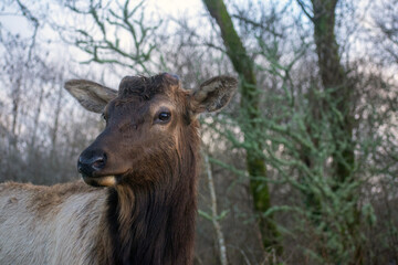 Oregon Elk, Spring