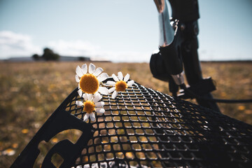 White daisies on a vintage bicycle basket in a meadow, field in summer. Travelling by bike in a...