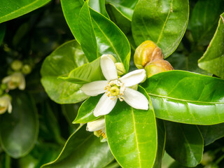 Obraz premium Fresh jasmine flowers on a bush. The concept of spring in the south. White flowers and green leaves