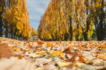 Blurred image of golden poplars in Autumn on both side of the road, Meadow Flat NSW Australia
