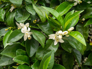 Fresh jasmine flowers on a bush. The concept of spring in the south. White flowers and green leaves