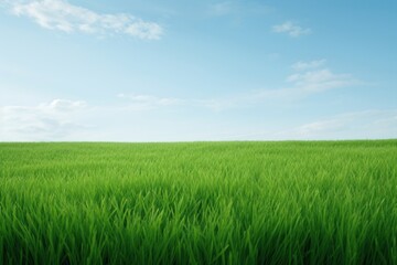 A green grass field landscape outdoors horizon.