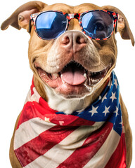 American Pitbull headshot wearing sunglasses and USA flag kerchief posing over isolated white transparent background