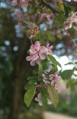Blossom of crab apple, with pink flowers, spring garden
