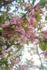 Blossom of crab apple, with pink flowers, spring garden