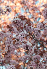 Fototapeta premium Blooming Cherry, Prunus cerasifera var. pissardii, Black Cherry Plum, Purple Leaf Plum in bloom