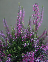Erica carnea in bloom, the winter heath, winter-flowering heather, spring or alpine heath,  species of flowering plant, on green background