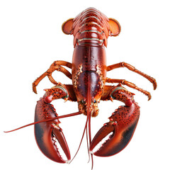 fresh raw lobster isolated on white background