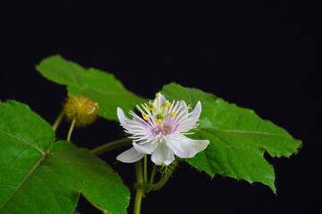 Stinking passionflower (Passiflora foetida) or wild maracuja, bush passion fruit, wild water lemon, stoneflower, love-in-a-mist, or running pop
