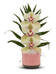 fresh orchid flowers cut out isolated transparent background