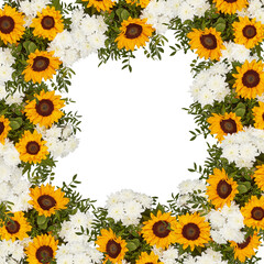 fresh sunflowers cut out isolated transparent background